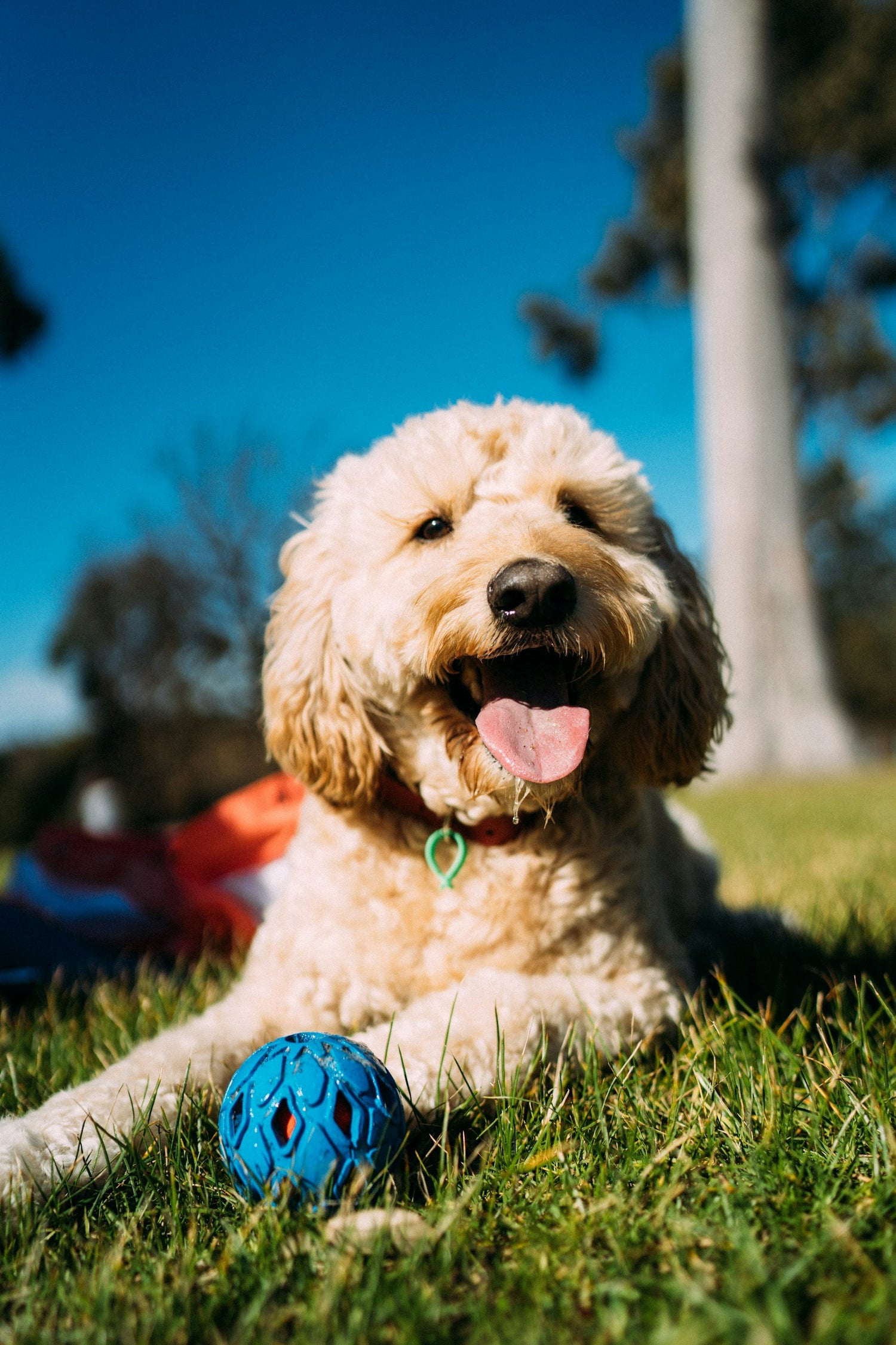 Dog Toys