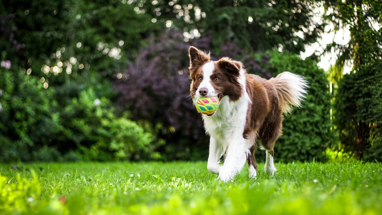Training