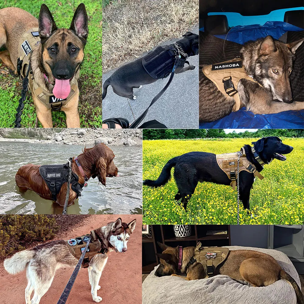 Nylon Dog Harness And Leash Set For Training And Walking